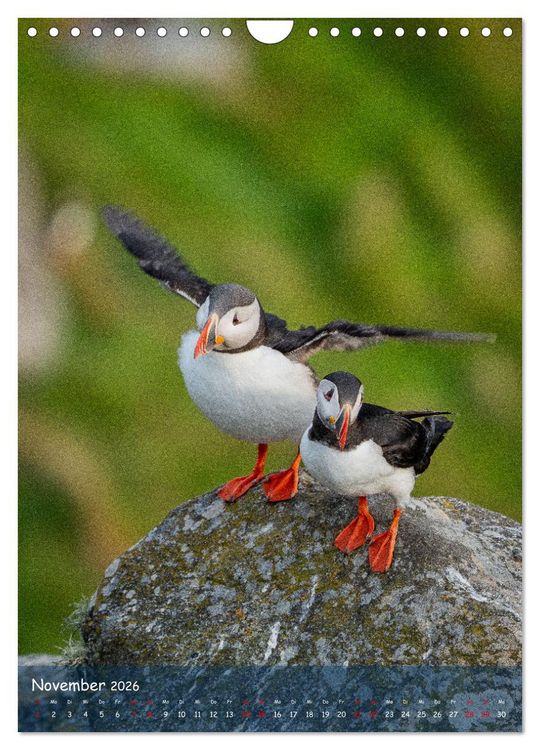 Produktbild: Naturerlebnis Puffin (Wandkalender 2026 DIN A4 hoch), CALVENDO Monatskalender