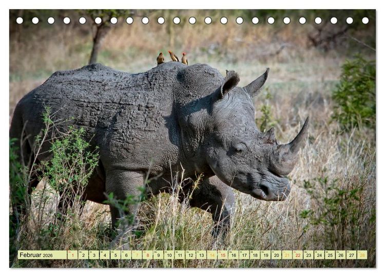 Produktbild: Bedrohte Tierart - Nashorn (Tischkalender 2026 DIN A5 quer), CALVENDO Monatskalender