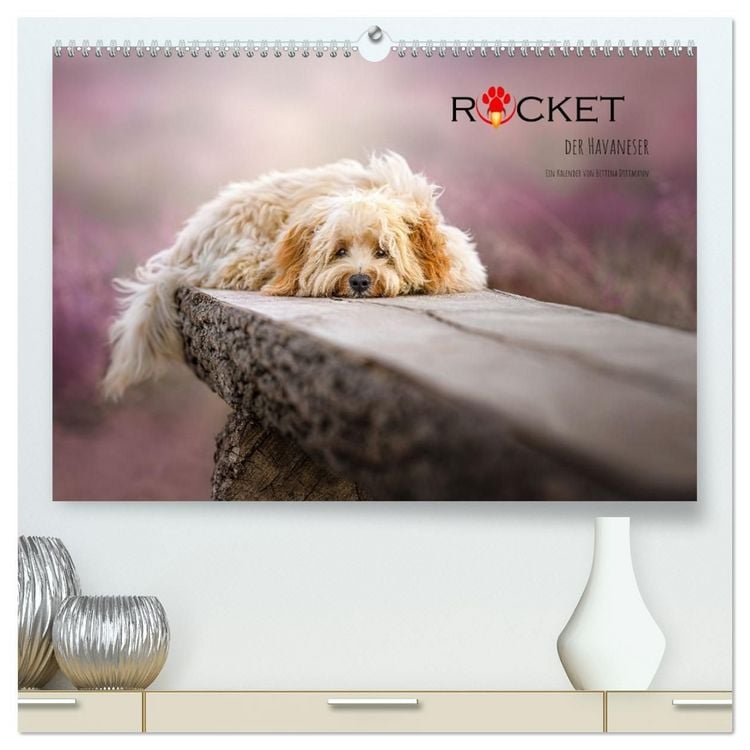 Produktbild: Rocket der Havaneser (hochwertiger Premium Wandkalender 2027 DIN A2 quer), Kunstdruck in Hochglanz