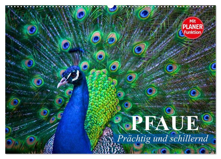 Produktbild: Pfaue. Pr&auml;chtig und schillernd (Wandkalender 2026 DIN A2 quer), CALVENDO Monatskalender