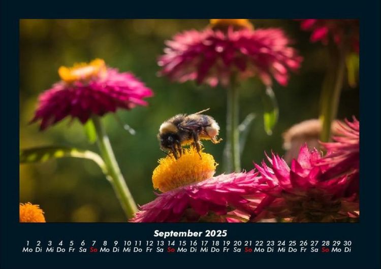 Produktbild: Blumenkalender 2025 Fotokalender DIN A4