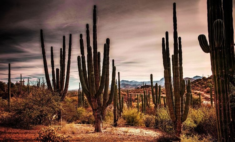 Produktbild: Baja California