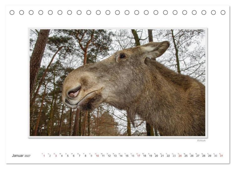 Produktbild: Emotionale Momente: Europ&auml;ischer Elch. (Tischkalender 2027 DIN A5 quer), CALVENDO Monatskalender