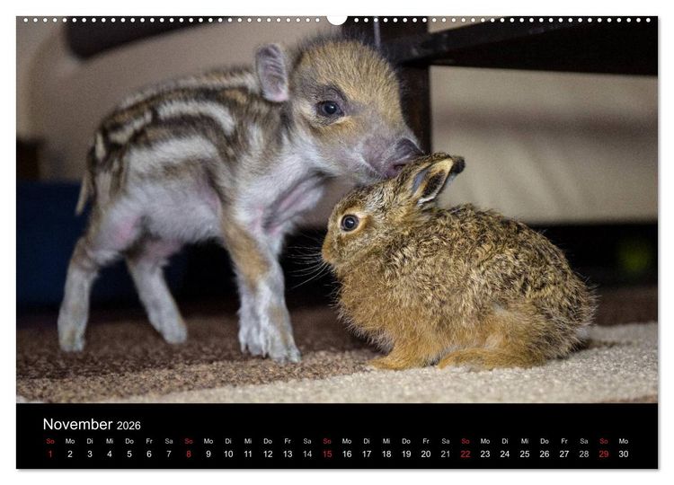 Produktbild: Kleine Schweinereien (hochwertiger Premium Wandkalender 2026 DIN A2 quer), Kunstdruck in Hochglanz