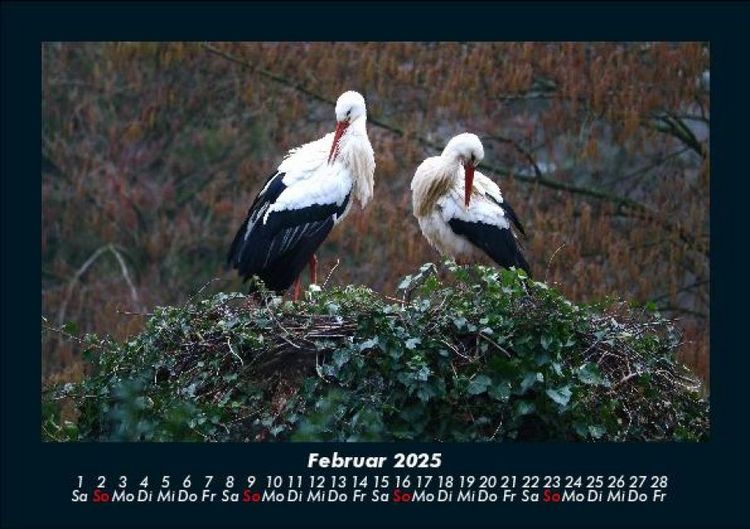 Produktbild: V&ouml;gel 2025 Fotokalender DIN A5