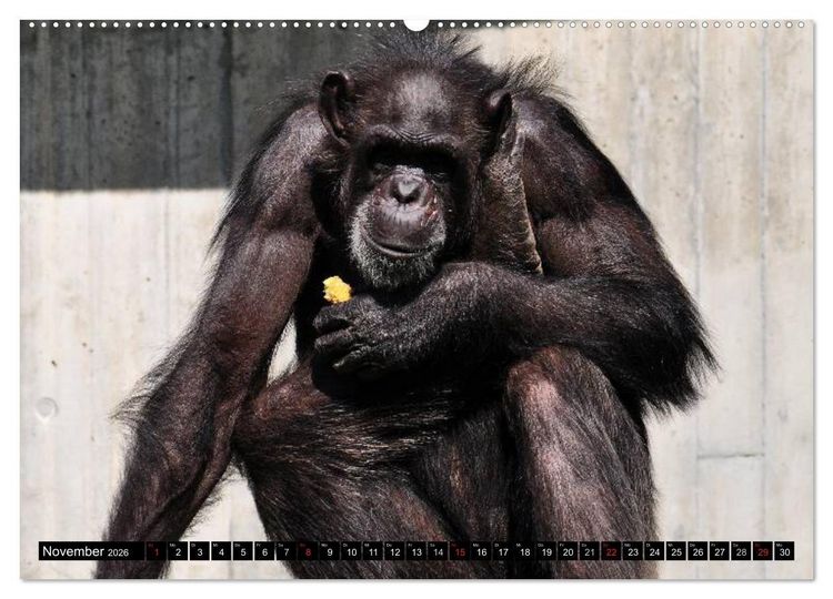 Produktbild: Schimpansen (hochwertiger Premium Wandkalender 2026 DIN A2 quer), Kunstdruck in Hochglanz