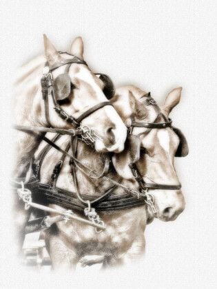 Produktbild: CALVENDO Puzzle Equestrian Kunst | 1000 Teile Lege-Gr&ouml;&szlig;e 64x48cm Foto-Puzzle f&uuml;r gl&uuml;ckliche Stunden