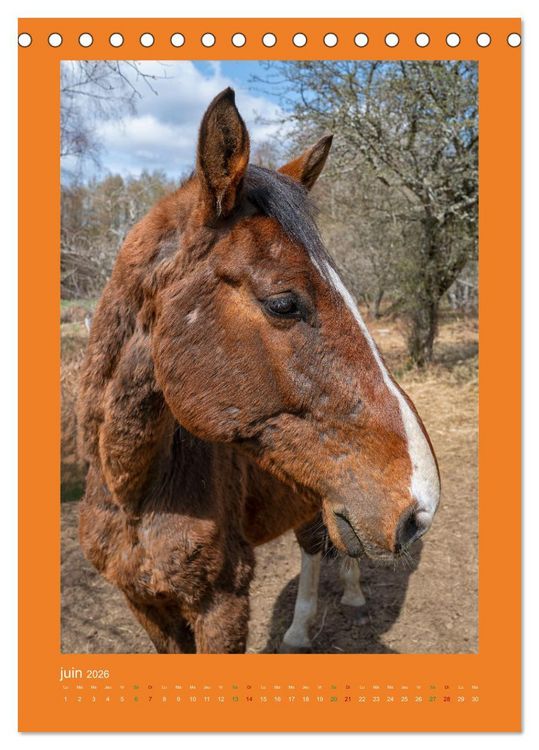 Produktbild: Beaut&eacute; rustique Regards animaliers (Calendrier de bureau 2026 DIN A5 horizontal), CALVENDO calendrier mensuel