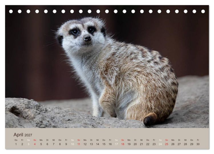 Produktbild: Quirlige Erdm&auml;nnchen (Tischkalender 2027 DIN A5 quer), CALVENDO Monatskalender