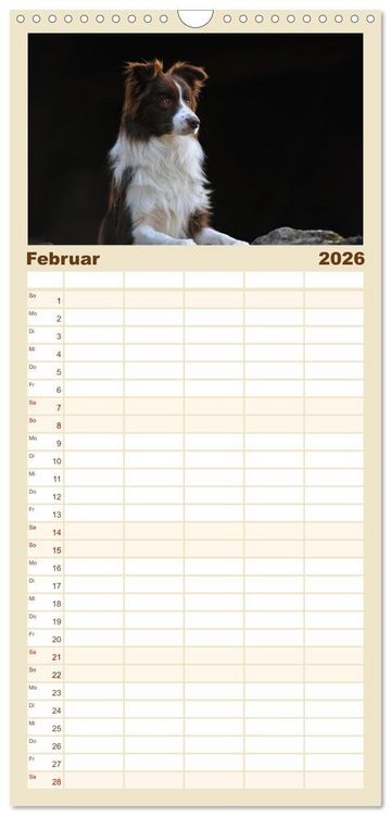 Produktbild: Familienplaner 2026 - Border Collie 2026 mit 5 Spalten (Wandkalender, 21 x 45 cm) CALVENDO