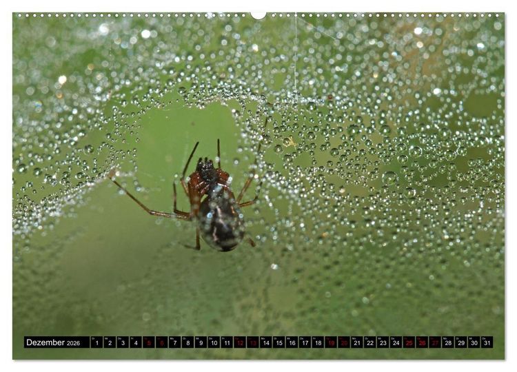 Produktbild: Insekten-Sommer (hochwertiger Premium Wandkalender 2026 DIN A2 quer), Kunstdruck in Hochglanz