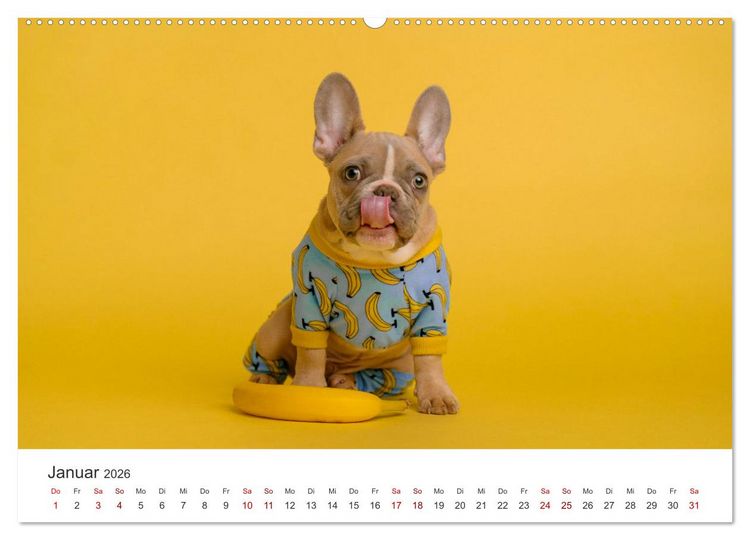 Produktbild: Die Bulldogge Henry (Wandkalender 2026 DIN A2 quer), CALVENDO Monatskalender