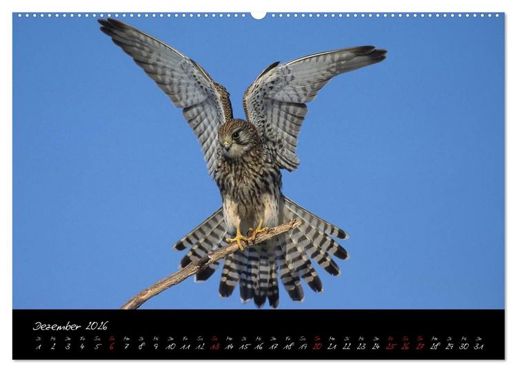 Produktbild: Heimische Eulen und Greife (hochwertiger Premium Wandkalender 2026 DIN A2 quer), Kunstdruck in Hochglanz