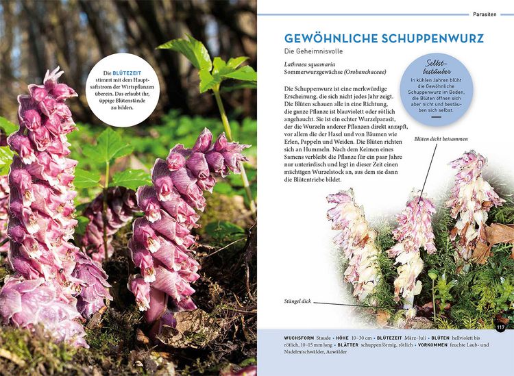 Produktbild: Lieblingsblumen