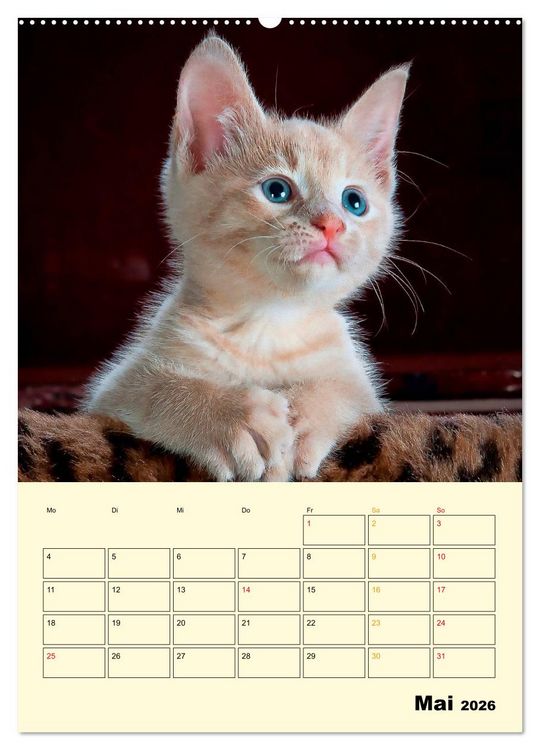 Produktbild: K&auml;tzchen - Theater (Wandkalender 2026 DIN A2 hoch), CALVENDO Monatskalender