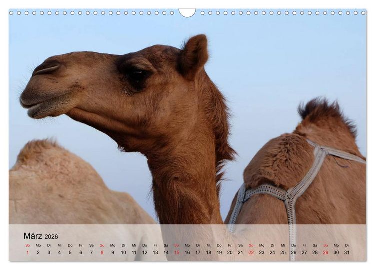 Produktbild: Kamele in der W&uuml;stensonne (Wandkalender 2026 DIN A3 quer), CALVENDO Monatskalender