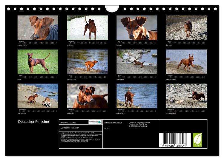 Produktbild: Deutscher Pinscher (Wandkalender 2026 DIN A4 quer), CALVENDO Monatskalender