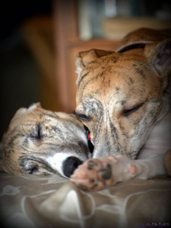 Produktbild: CALVENDO Puzzle Classy Whippets | 1000 Teile Lege-Gr&ouml;&szlig;e 64x48cm Foto-Puzzle f&uuml;r gl&uuml;ckliche Stunden