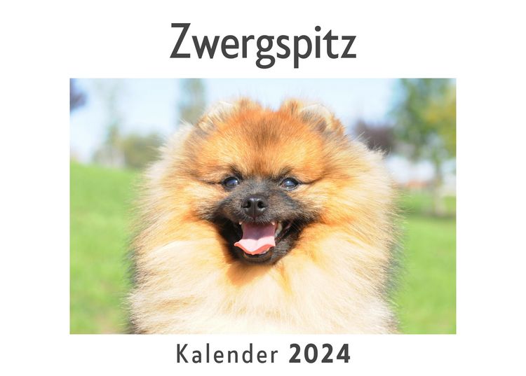 Produktbild: Zwergspitz (Wandkalender 2024, Kalender DIN A4 quer, Monatskalender im Querformat mit Kalendarium, Das perfekte Geschenk)