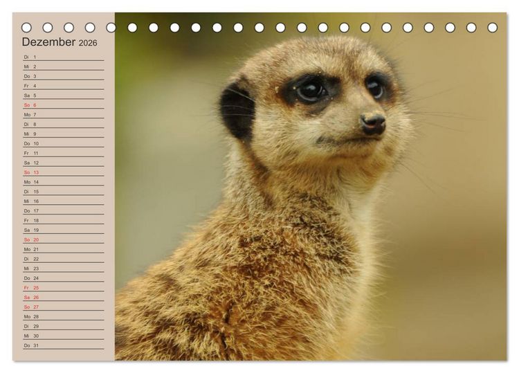 Produktbild: Erdm&auml;nnchen (Tischkalender 2026 DIN A5 quer), CALVENDO Monatskalender