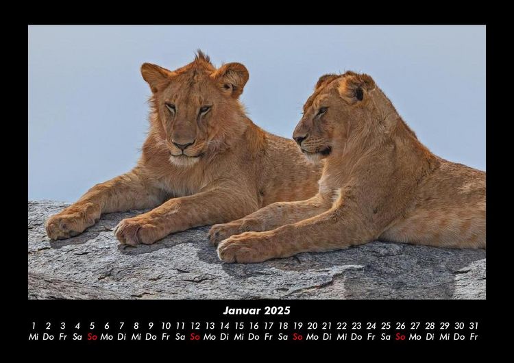Produktbild: Tiere in der Wildnis 2025 Fotokalender DIN A3