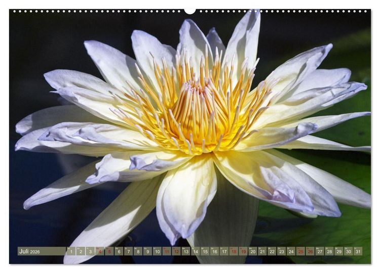Produktbild: Magische Super-Makros (hochwertiger Premium Wandkalender 2026 DIN A2 quer), Kunstdruck in Hochglanz