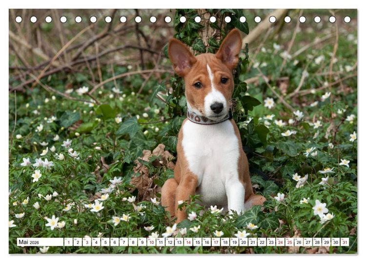 Produktbild: Wunderbare Basenji Welpenzeit (Tischkalender 2026 DIN A5 quer), CALVENDO Monatskalender