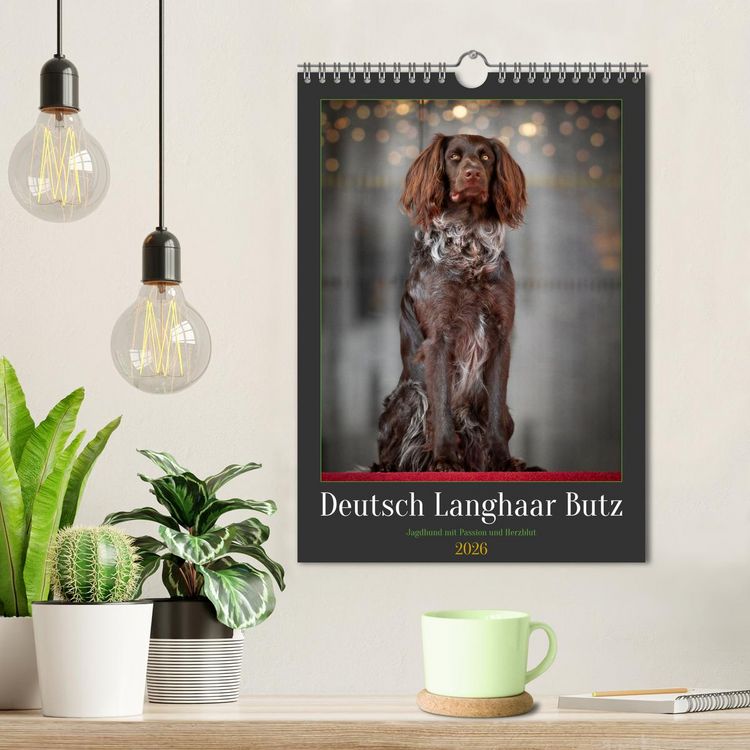 Produktbild: Deutsch Langhaar Butz - Jagdhund mit Passion und Herzblut (Wandkalender 2026 DIN A4 hoch), CALVENDO Monatskalender