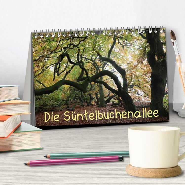 Produktbild: Die S&uuml;ntelbuchenallee (Tischkalender 2026 DIN A5 quer), CALVENDO Monatskalender