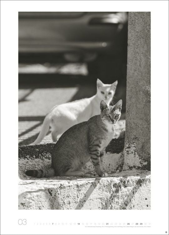 Produktbild: Cats Edition Kalender 2027