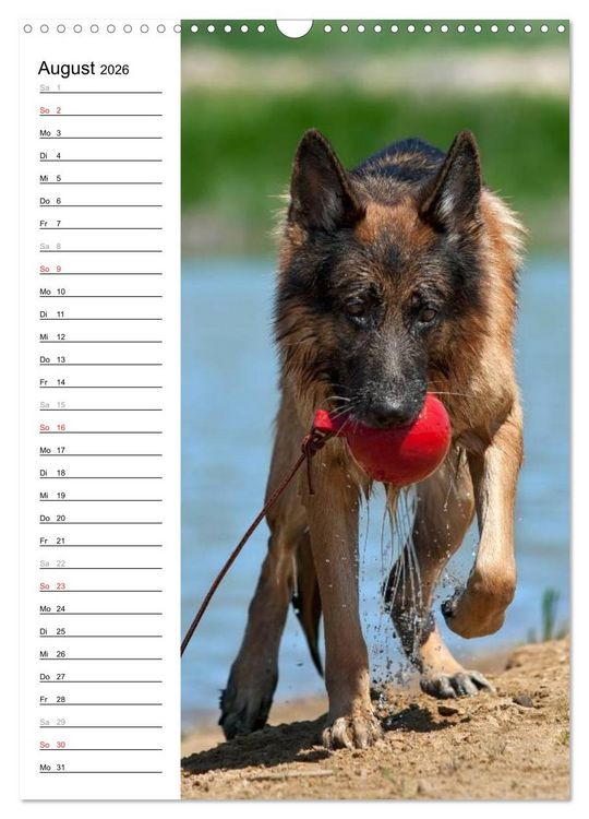 Produktbild: Deutscher Sch&auml;ferhund - unser bester Freund (Wandkalender 2026 DIN A3 hoch), CALVENDO Monatskalender