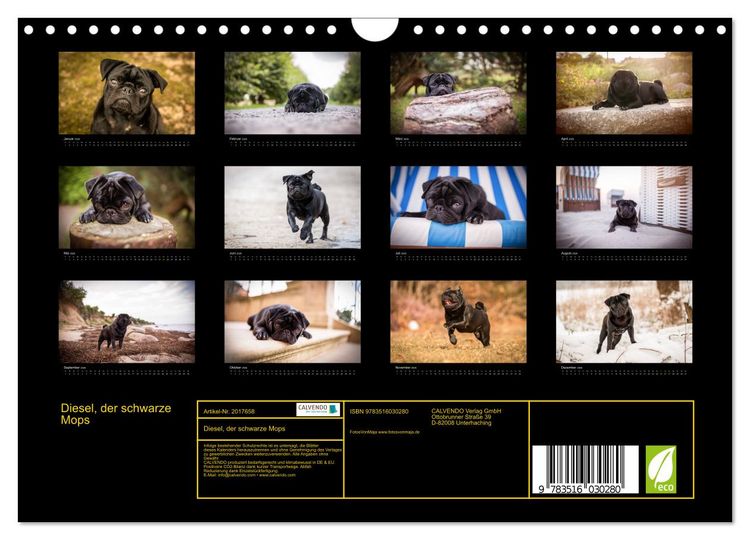 Produktbild: Diesel, der schwarze Mops (Wandkalender 2026 DIN A4 quer), CALVENDO Monatskalender