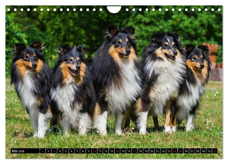 Produktbild: Traumhund Sheltie (Wandkalender 2026 DIN A4 quer), CALVENDO Monatskalender