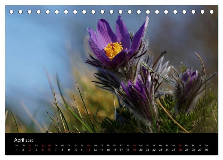 Produktbild: Wilde Bl&uuml;ten-Tr&auml;ume (Tischkalender 2026 DIN A5 quer), CALVENDO Monatskalender