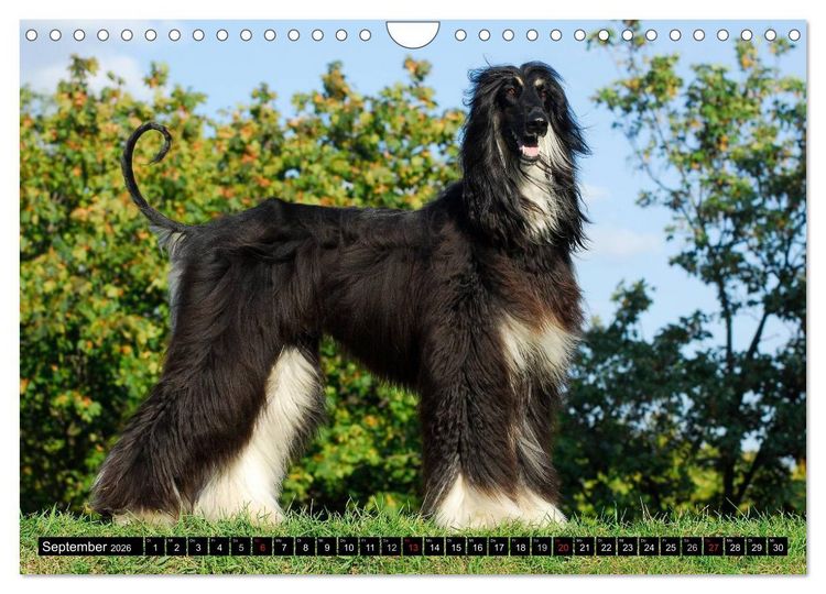 Produktbild: Kinder des Windes - Afghanischer Windhund (Wandkalender 2026 DIN A4 quer), CALVENDO Monatskalender