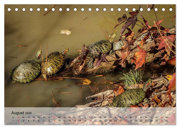 Produktbild: Kleine Reptilien (Tischkalender 2026 DIN A5 quer), CALVENDO Monatskalender