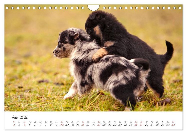 Produktbild: Aussie Welpen 2026 (Wandkalender 2026 DIN A4 quer), CALVENDO Monatskalender