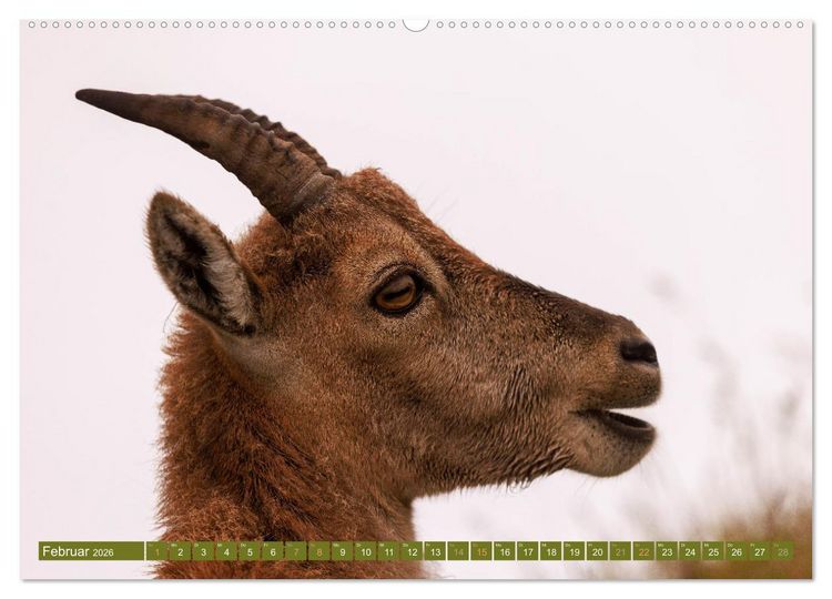 Produktbild: Steinb&ouml;cke am Niederhorn (Wandkalender 2026 DIN A2 quer), CALVENDO Monatskalender