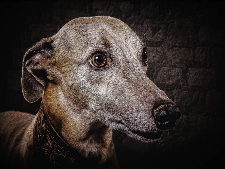 Produktbild: CALVENDO Puzzle Whippet Windhund | 1000 Teile Lege-Gr&ouml;&szlig;e 64x48cm Foto-Puzzle f&uuml;r gl&uuml;ckliche Stunden
