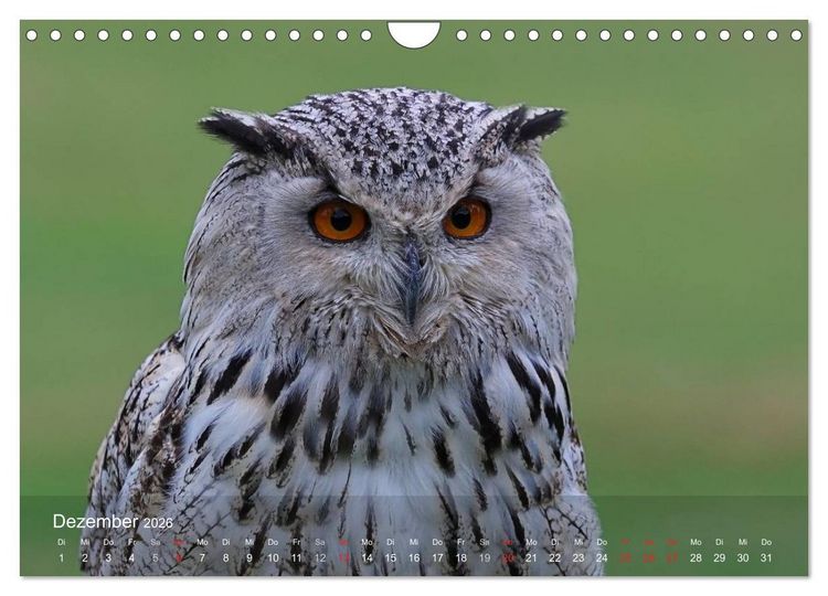 Produktbild: Eulen-Kalender (Wandkalender 2026 DIN A4 quer), CALVENDO Monatskalender