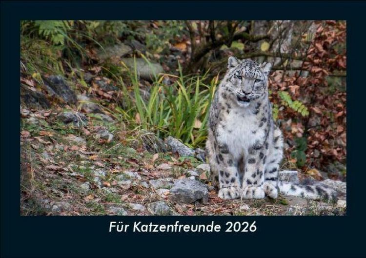 Produktbild: F&uuml;r Katzenfreunde 2026 Fotokalender DIN A5
