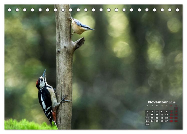 Produktbild: V&ouml;gel in heimischen W&auml;ldern (Tischkalender 2026 DIN A5 quer), CALVENDO Monatskalender
