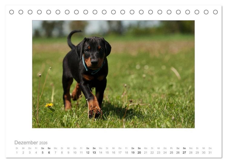 Produktbild: Dobermann Welpen (Tischkalender 2026 DIN A5 quer), CALVENDO Monatskalender
