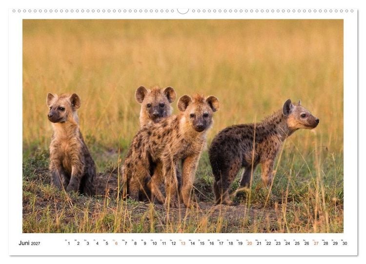 Produktbild: Afrika Wildlife-Fotografien (Wandkalender 2027 DIN A2 quer), CALVENDO Monatskalender