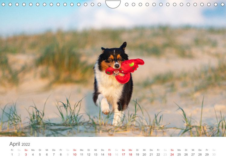 Produktbild: Australian Shepherd 2022 (Wandkalender 2022 DIN A4 quer)