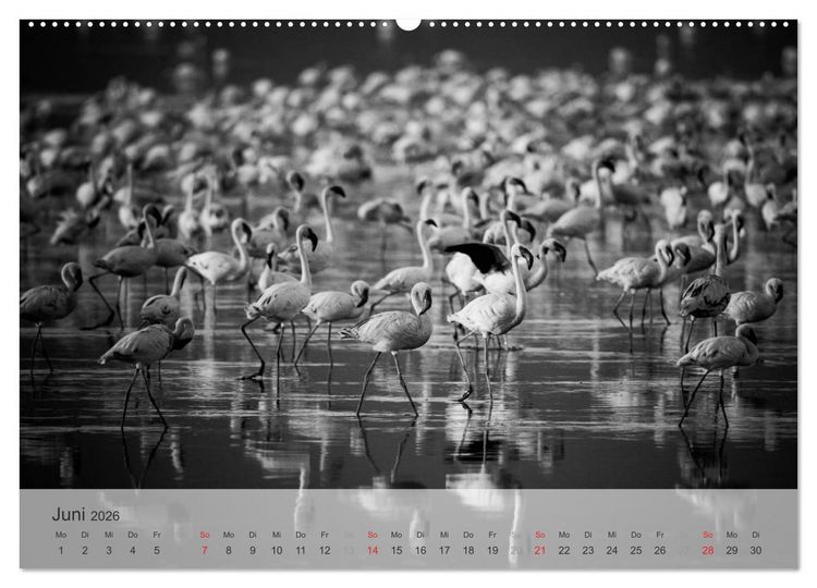 Produktbild: Flamingo Impressionen 2026 (Wandkalender 2026 DIN A2 quer), CALVENDO Monatskalender