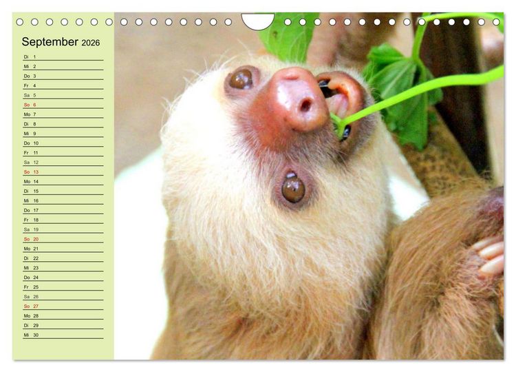 Produktbild: Der Faultier-Planer f&uuml;r mehr Ruhe und Gem&uuml;tlichkeit! (Wandkalender 2026 DIN A4 quer), CALVENDO Monatskalender