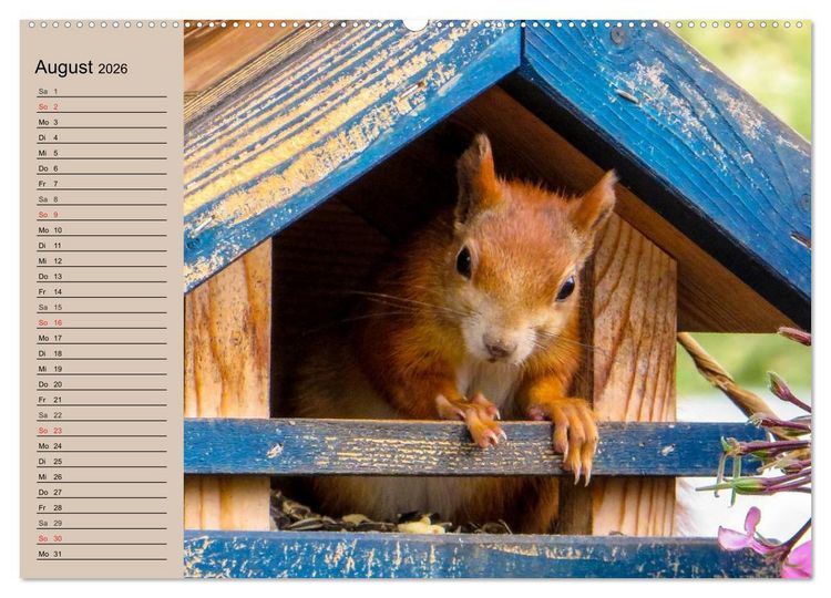 Produktbild: Eichh&ouml;rnchen. Wo sind blo&szlig; die N&uuml;sse? (hochwertiger Premium Wandkalender 2026 DIN A2 quer), Kunstdruck in Hochglanz
