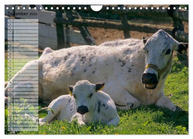 Produktbild: Rinder auf dem Lande (Wandkalender 2026 DIN A4 quer), CALVENDO Monatskalender