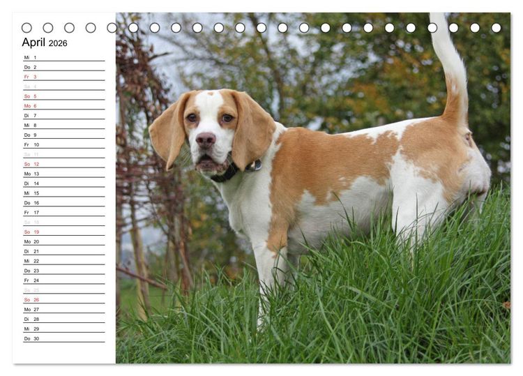Produktbild: DER BEAGLEige TERMINPLANER (Tischkalender 2026 DIN A5 quer), CALVENDO Monatskalender